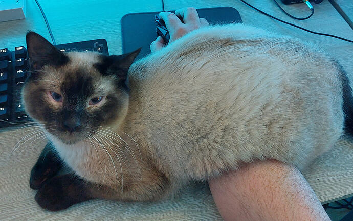 Fortune, a 7 month old Siamese cat.