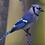 jbirdnc